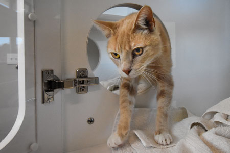 Randolph_Animal_Hospital_Asheboro_NC_450x300_04 Randolph Animal Hospital Asheboro NC - Cat Boarding