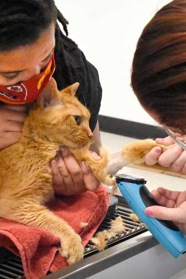 Randolph_Animal_Hospital_Asheboro_NC_625x938_Credit Randolph_Animal Hospital Asheboro NC Cat Exam