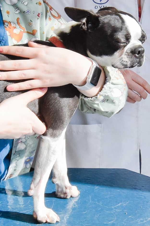 Randolph_Animal_Hospital_Asheboro_NC_625x938_Dog_Vaccines Randolph_Animal_Hospital_Asheboro_NC_Dog_Vaccines