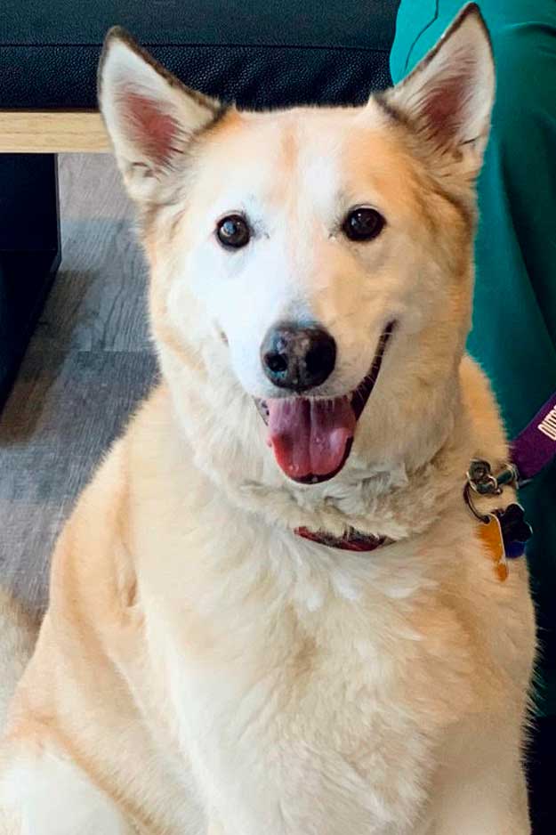 Randolph_Animal_Hospital_Asheboro_NC_625x938_News Randolph_Animal_Hospital_Asheboro_NC_News