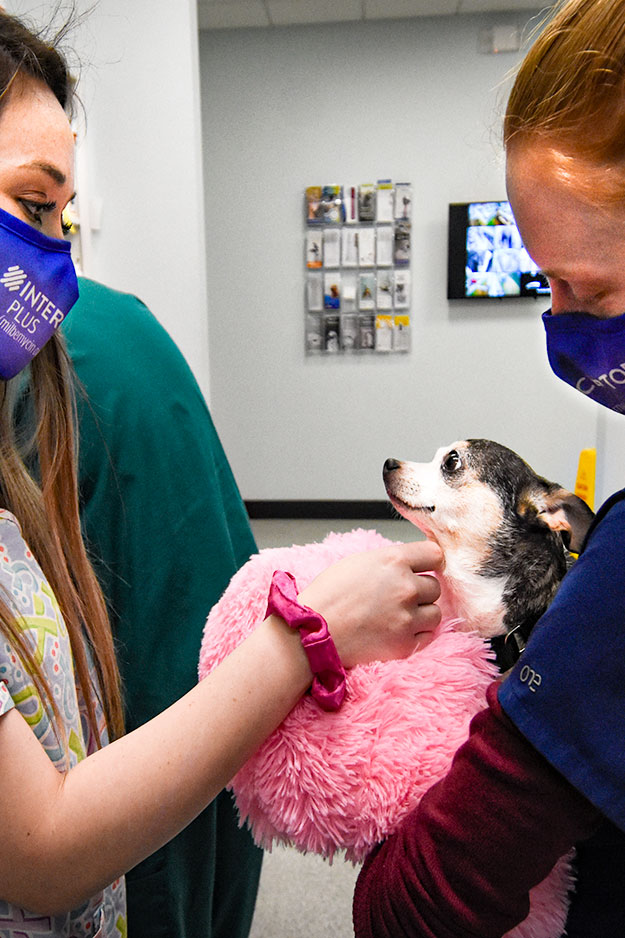 Request Appointment - Randolph Animal Hospital - Asheboro, NC Request Appointment - Randolph Animal Hospital - Asheboro, NC