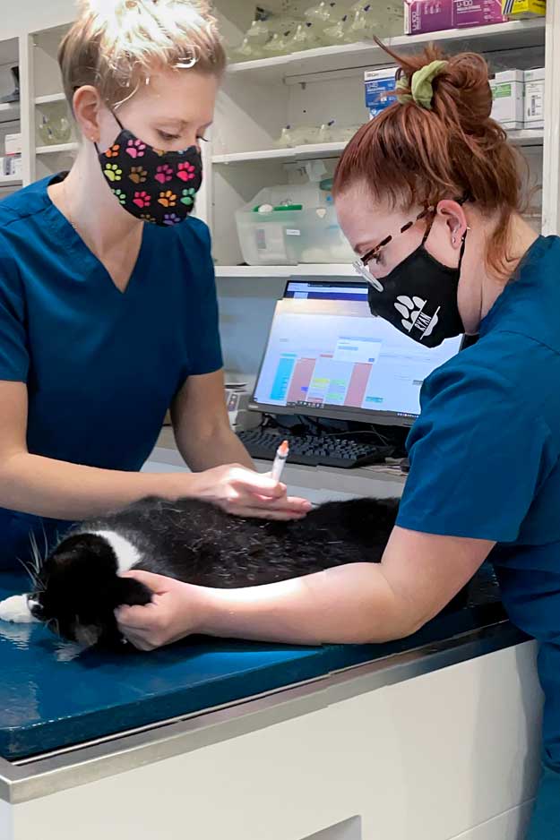 Randolph_Animal_Hospital_Asheboro_NC_Cat_Vaccines