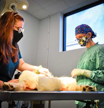 Randolph_Animal_Hospital_Asheboro_NC_Gallery_350x363_Surgery Randolph Animal Hospital Asheboro NC - Surgery