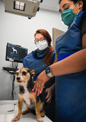 l Hospital Asheboro NC – X-Ray Randolph Animal Hospital Asheboro NC - X-Ray