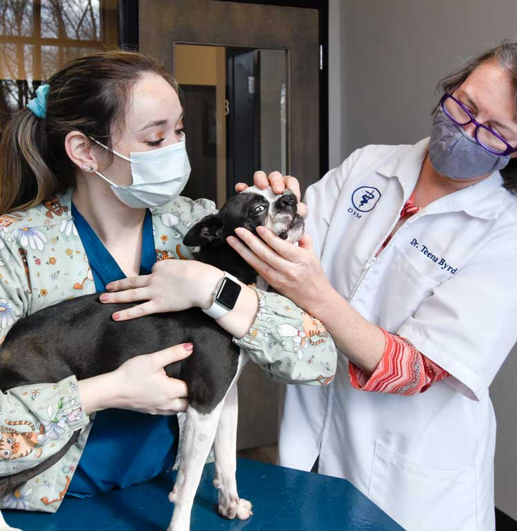 Randolph_Animal_Hospital_Asheboro_NC_Gallery_750x771_Exam Randolph Animal Hospital Asheboro NC - Exam