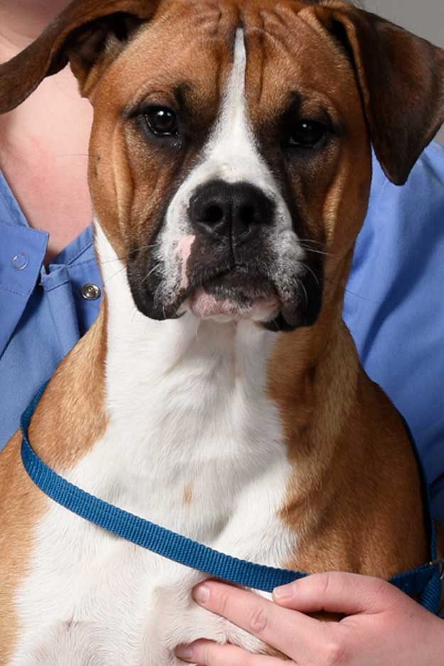 Randolph_Animal_Hospital_Asheboro_NC_Payments Animal Hospital Randolph, Asheboro, NC
