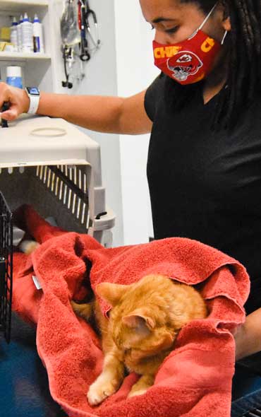 Randolph_Animal_Hospital_CTA-Images-370×590-01 Randolph Animal Hospital Asheboro NC - About Us Checking in Cat